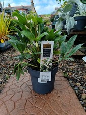 Hellebore "Winter Bells" | 4 L