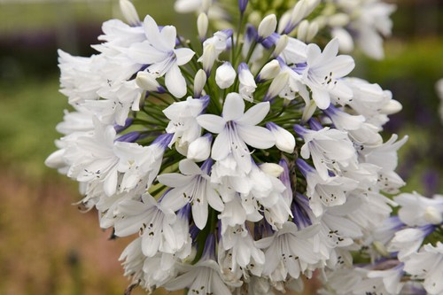 Agapanthus queen mum perennial - agapanthus,