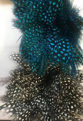 Strung guinea fowl - guinea, plumage