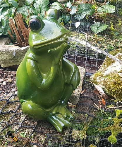 Bermuda pond spitter frog - bermuda,