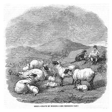 ANIMALS Sheep Drawn by Herring - Antique Print 1858