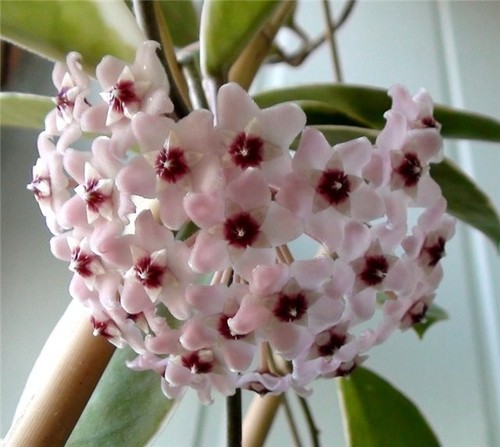 Hoya carnosa plant - hoya,