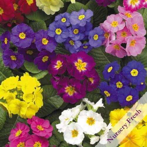 Polyanthus crescendo mixed - crescendo, |