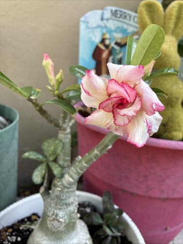 Beautiful queen esther - beautiful, esther”