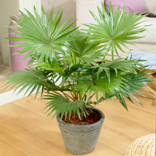 Decorative Indoor Plant