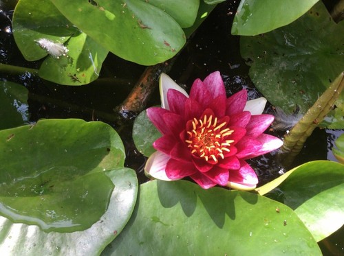 Red live deep water lily - live,