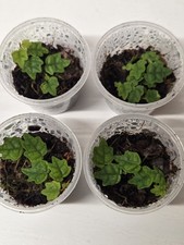  Oak Leaf Creeping Fig (Ficus Quercifolia) Terrarium Plant rooted individual