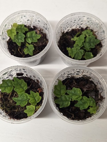 Oak leaf creeping fig - ,