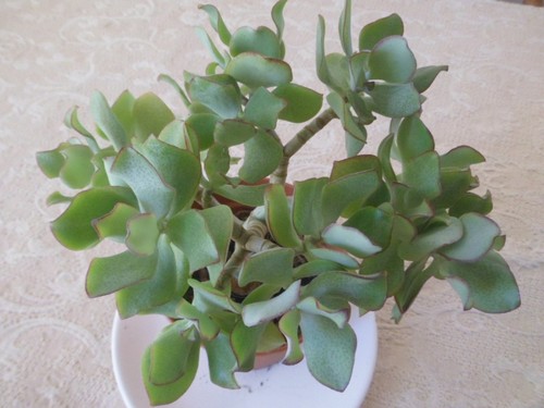Wavy leaf cactus - wavy,