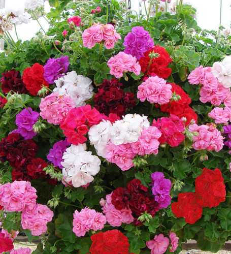 Trailing geranium ivy leaf - trailing,