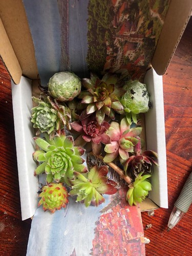Mixed variety colour - mixed,