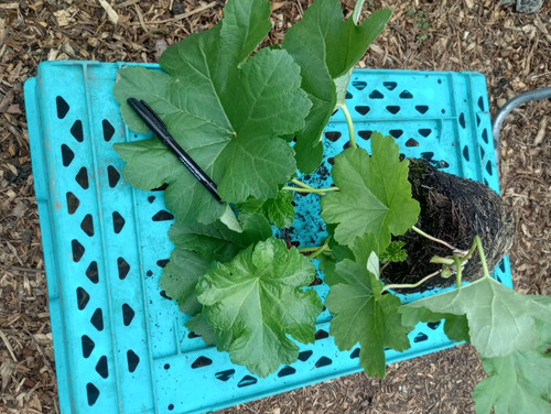 Large plant peltiphyllum - plant,