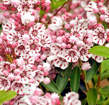 Kalmia Latifolia Peppermint -