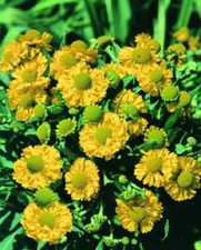 50+ Helenium Hoopesi Golden