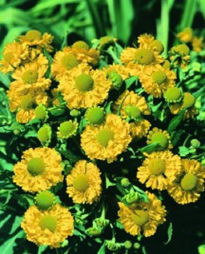 Helenium hoopesi golden - hoopesi,