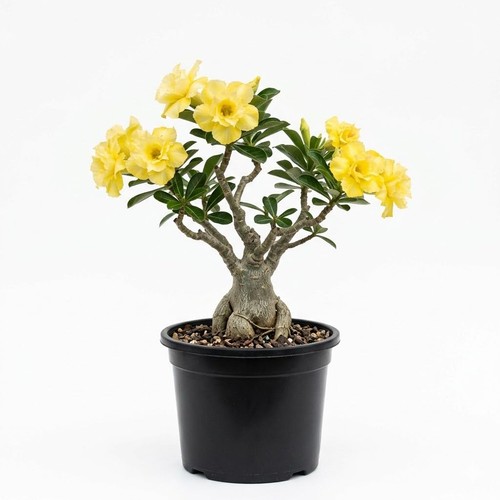 Double yellow desert - 2,