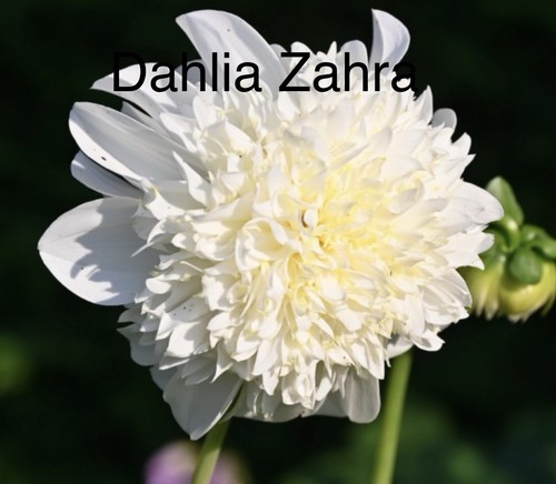 Sale dahlia zahra x 3 - zahra,
