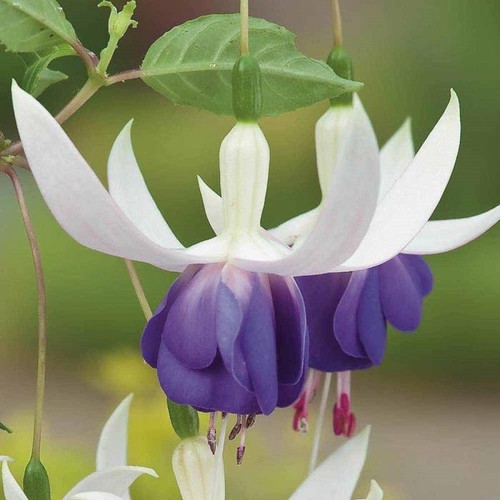 Fuchsia hardy bush delta s - fuchsia,