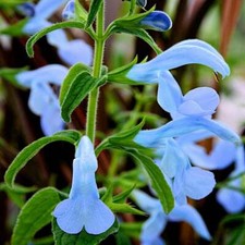 3X SALVIA BEYOND BLUE PLANT