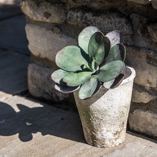 Whitestoned terracotta pots - whitestoned,