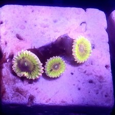WYSIWYG 3 Polyps Pink Chiquita Zoas coral frag - See description corals frags