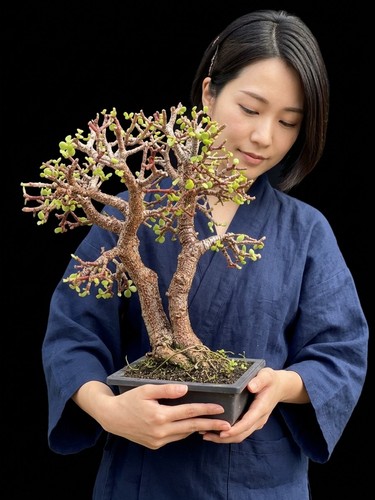 Portulacaria afra cork - portulacaria,
