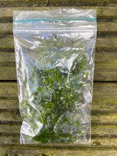 Ivy leaf duckweed floating