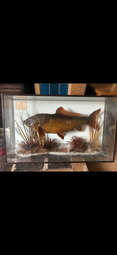 Koi carp stuffed frame - in,
