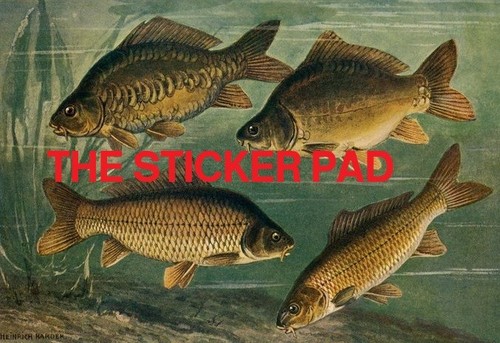 Vinyl sticker carp - carp, coarse