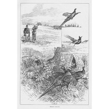 PHEASANT SHOOTING Antique Print 1891