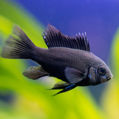 Breeding pair german black - german,
