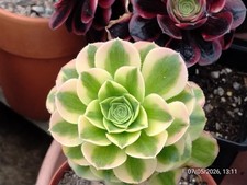 One pot (single head) Aeonium