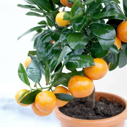 Citrus calamondin orange - citrus,
