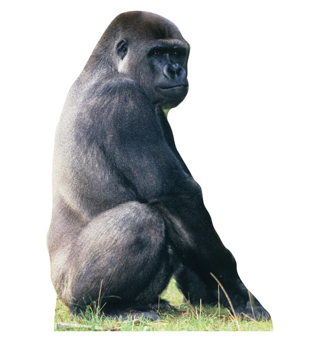 Life size silverback gorilla - life-size,