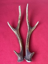 PAIR OF SIKA DEER ANTLERS 197g.   aprox. 29/29,5cm.