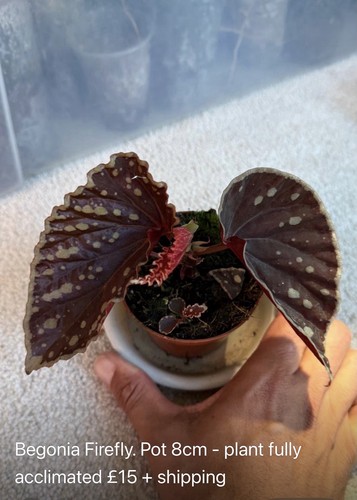 Begonia firefly indoor - indoor, house