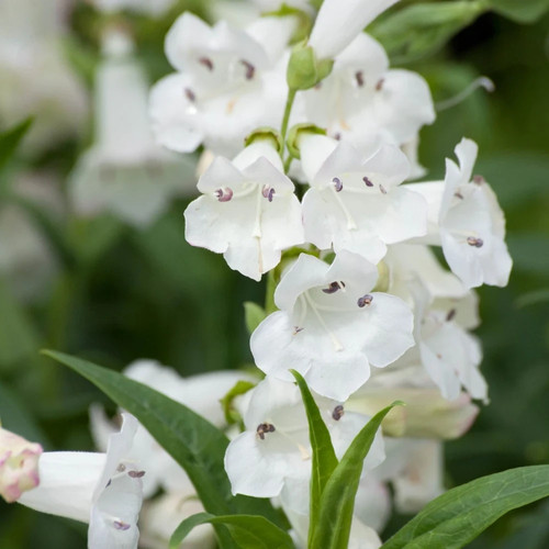 Penstemon snowstorm hardy - penstemon,