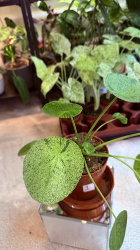 Pilea mojito chinese money - mojito,,