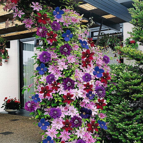 Clematis rainbow plants 4 - plants,