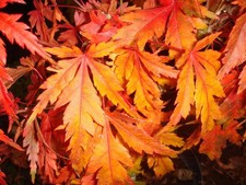 Japanese Maple. Acer Palmatum