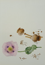 Vintage 1975 Pink Poppy