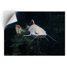 1 x Vinyl Sticker A4 - Redtail Catfish #12662
