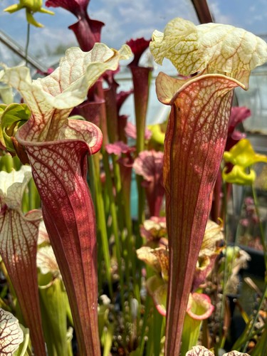 Sarracenia eaton mess joker - x,