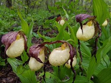 Cypripedium kentuckiense FS plants Southern Lady's Slipper Hardy Orchid 3 nodes 
