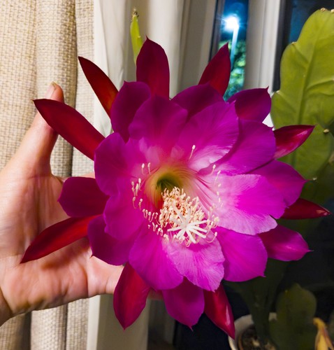 Epiphyllum hybrid pure of - hybrid,,