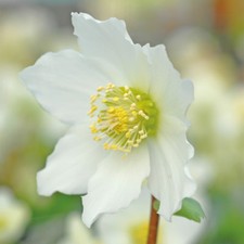 Christmas Rose Hellebore Niger