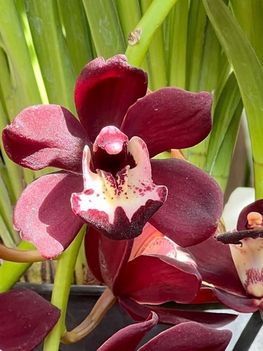 Cymbidium kiwi midnight - kiwi,