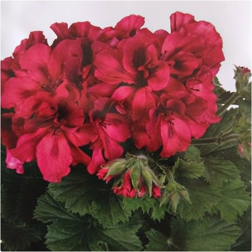 Pelargonium elegance franny - pelargonium, 'franny'