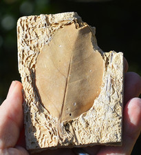 #23 , AMAZING & RARE fossil