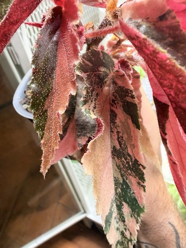 Begonia ginny galaxy - ginny,